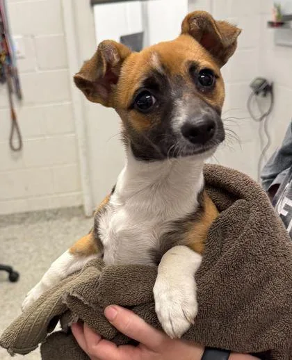 A baby small-sized female Brown / Chocolate Mixed Breed dog named Moti for adoption in Kansas City, MO
