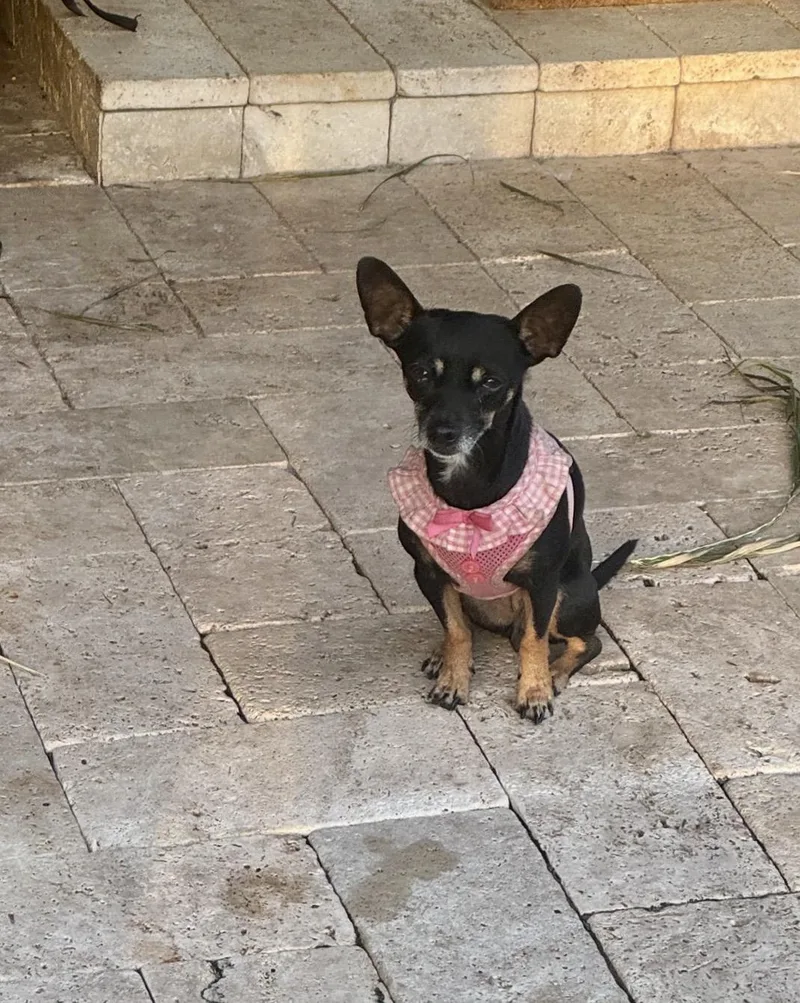 A young small-sized female Black Chihuahua dog named Lexie for adoption in Lake Worth, FL