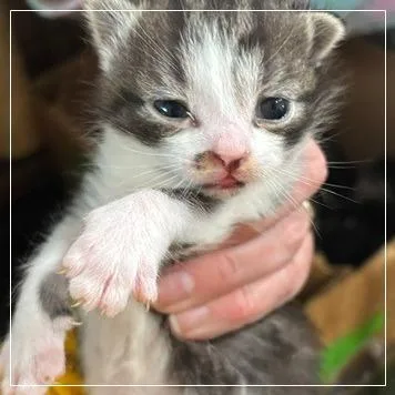 A baby small-sized female Domestic Short Hair cat named Daisy for adoption in Archbold , OH