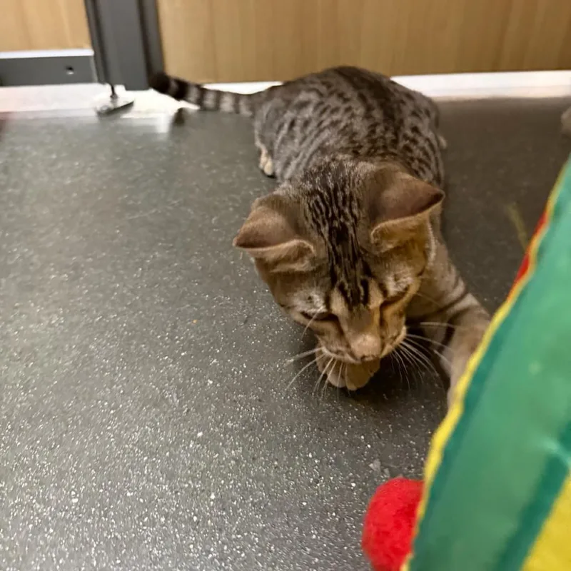 A baby small-sized male Brown / Chocolate Domestic Short Hair cat named Oscar for adoption in Hemet, CA