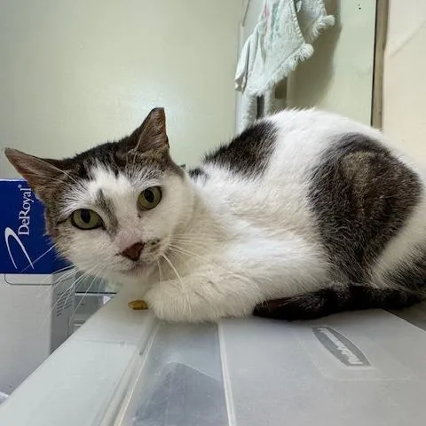 Cristabella thumbnail 2