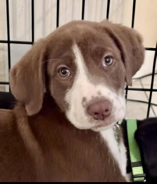 A baby medium-sized female Labrador Retriever dog named Kahlua for adoption in Royal Palm Beach, FL