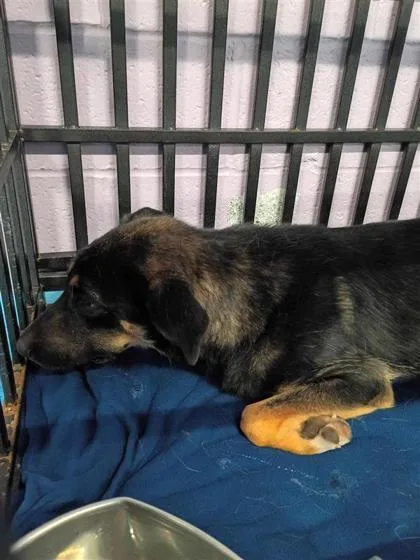61563526