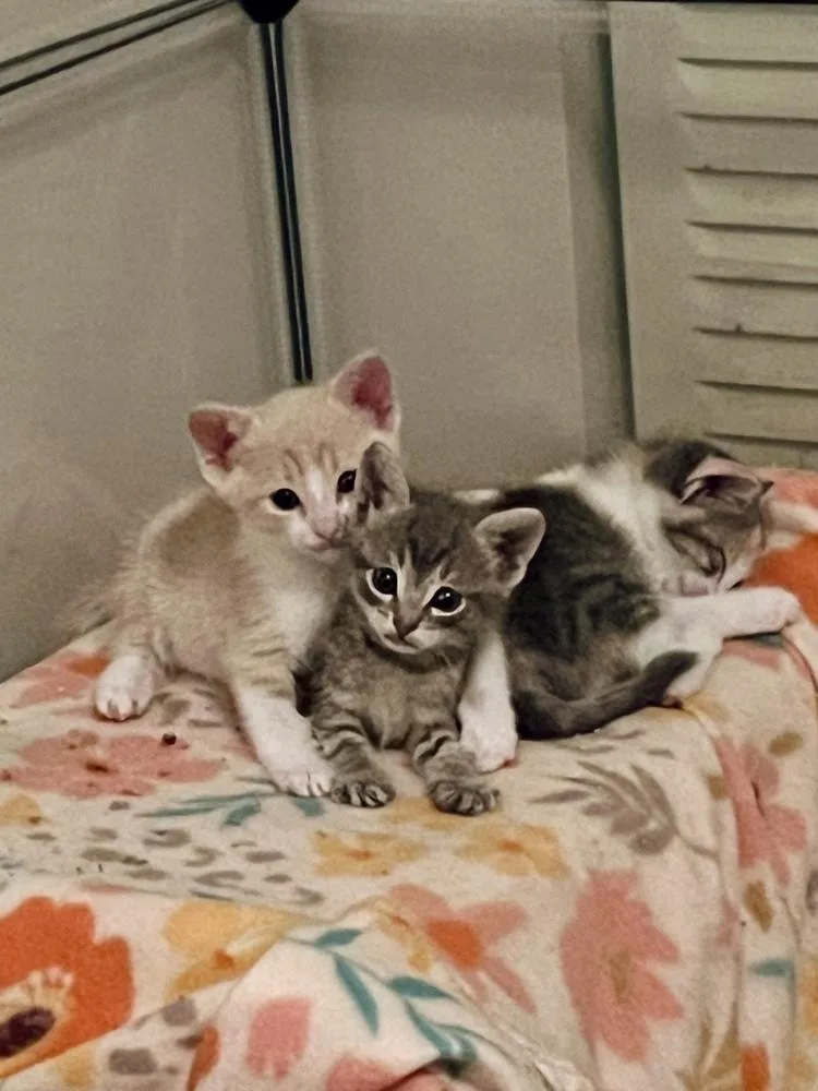 A baby small-sized female Domestic Short Hair cat named Gobo for adoption in Orlando, FL