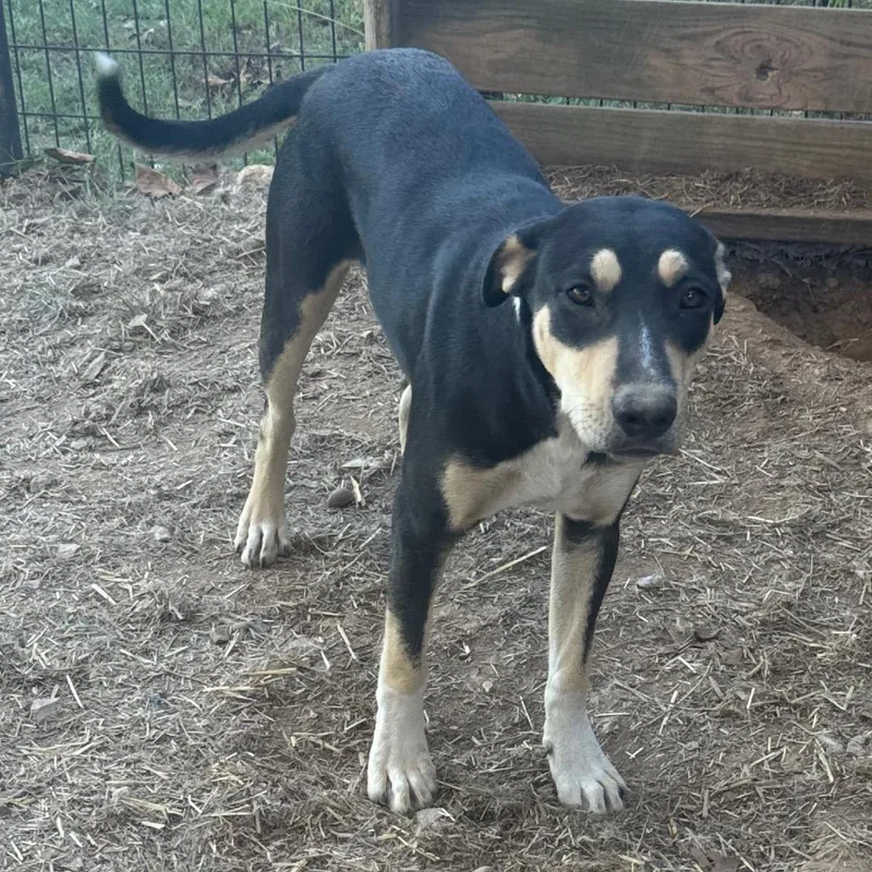 A young medium-sized female Labrador Retriever dog named Rita for adoption in Pineville, MO