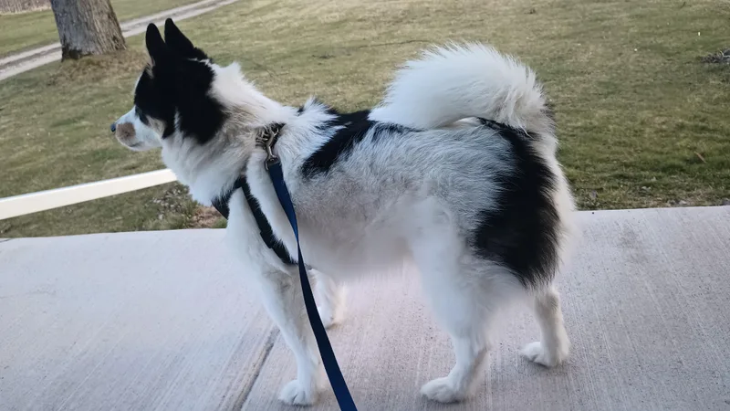 An adult small-sized male Pomsky dog named Jack for adoption in Stanton, MI