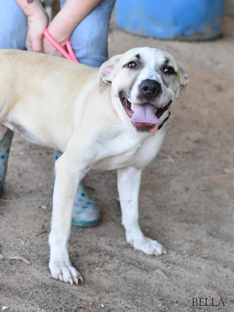 A baby medium-sized female Mixed Breed dog named BellaIm for adoption in Houston, TX