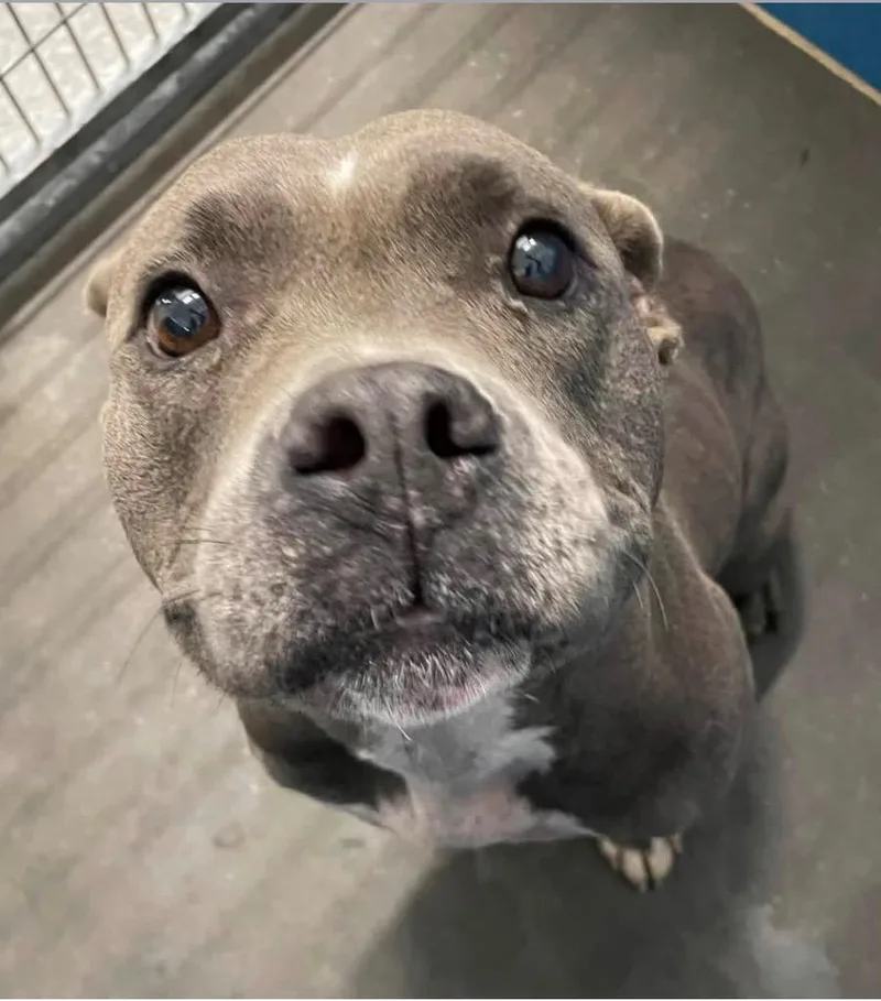 An adult large-sized female Pit Bull Terrier dog named Burnie for adoption in Henderson, NC