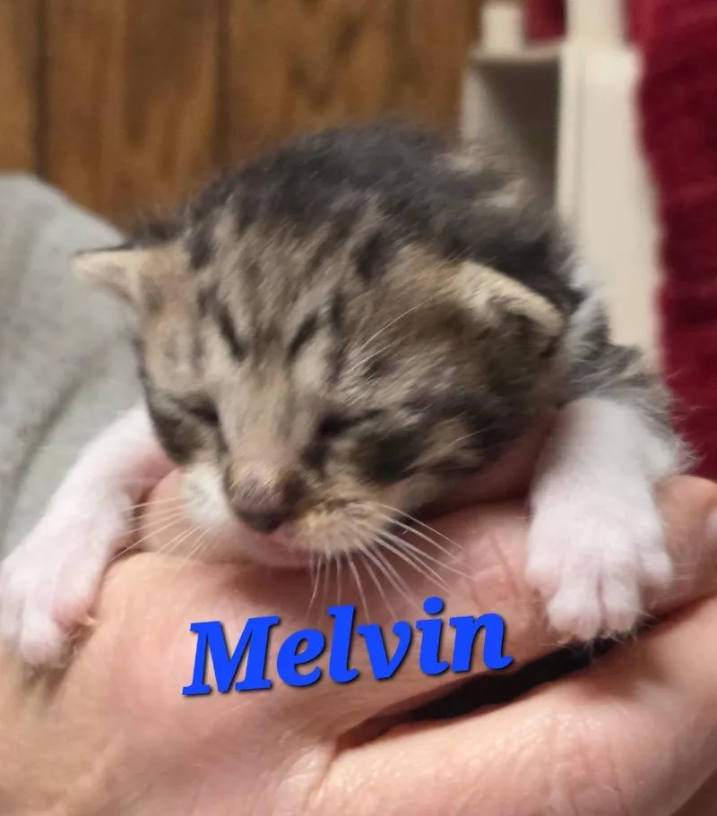 A baby small-sized male Domestic Short Hair cat named Melvin for adoption in Pomona, NY