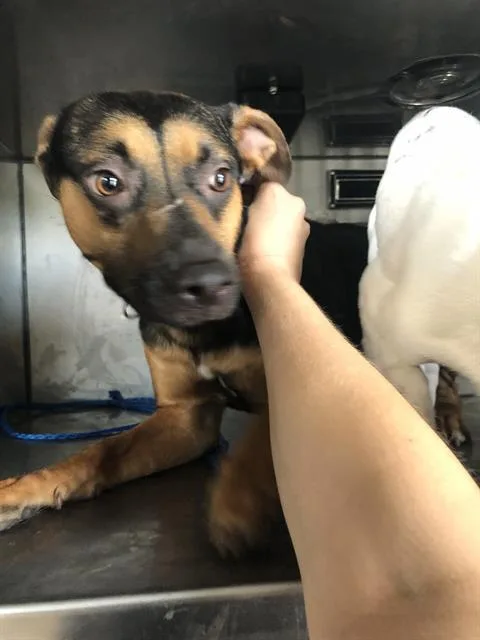 A young large-sized female Mixed Breed dog named Nova for adoption in Dallas, TX