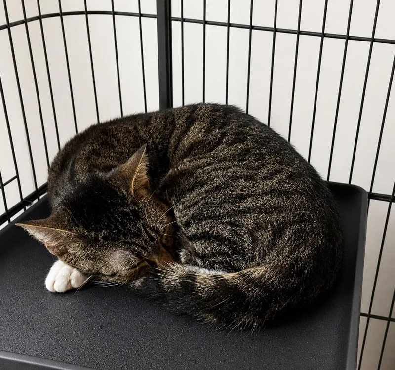 A young large-sized female Domestic Short Hair cat named Everluvleigh for adoption in Dalton, GA