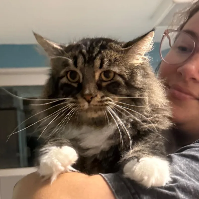 An adult small-sized male Domestic Long Hair cat named Ryan for adoption in Kansas City, MO