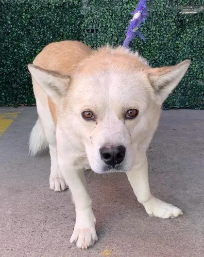 An adult medium-sized male Yellow / Tan / Blond / Fawn Shepherd dog named Maltazard for adoption in El Paso, TX