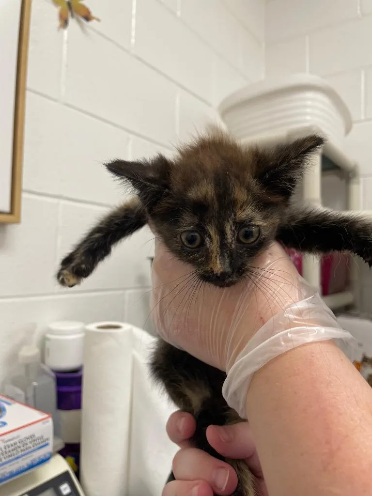 A baby small-sized female Domestic Short Hair cat named Banana for adoption in Oxford, NC