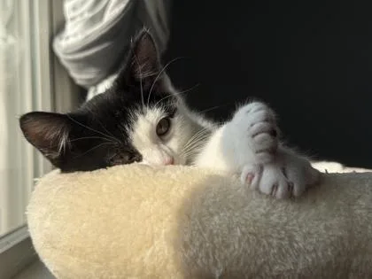 A baby small-sized male Domestic Short Hair cat named Cypress for adoption in Ringoes, NJ
