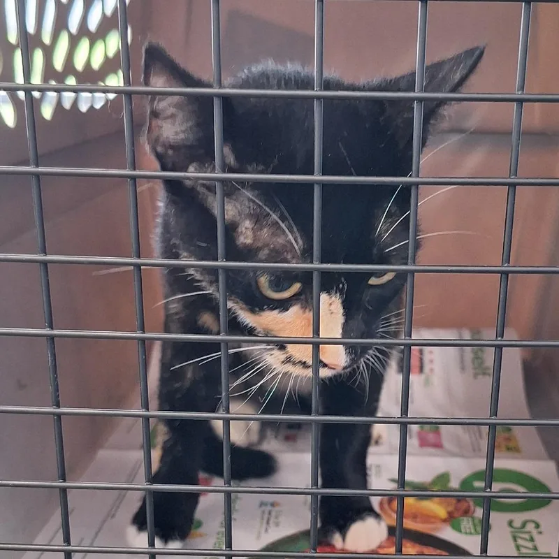 A young small-sized female Calico Domestic Short Hair cat named Flower for adoption in Montgomery, AL