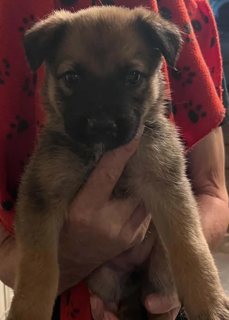 A baby small-sized female Brindle Mixed Breed dog named Cora for adoption in Monona, WI