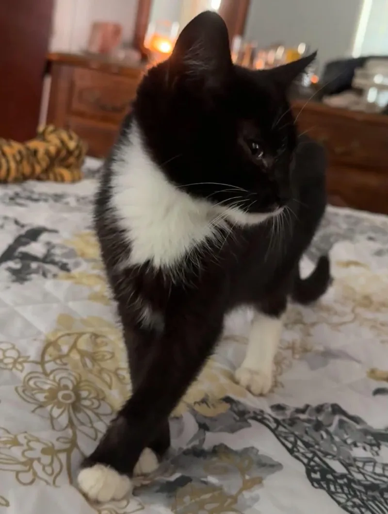 A baby medium-sized female Black Domestic Short Hair cat named Morticia for adoption in Stockbridge, GA