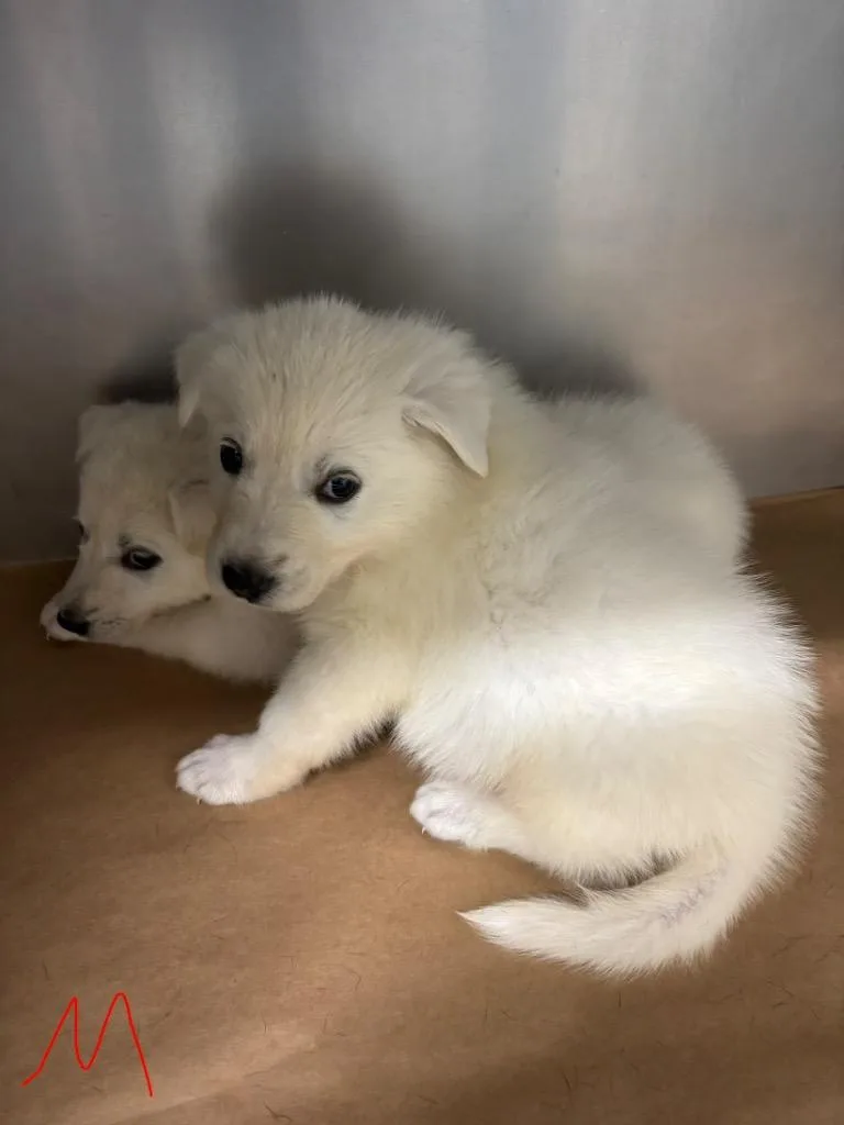 A baby large-sized male Great Pyrenees dog named Mojo for adoption in Cartersville , GA