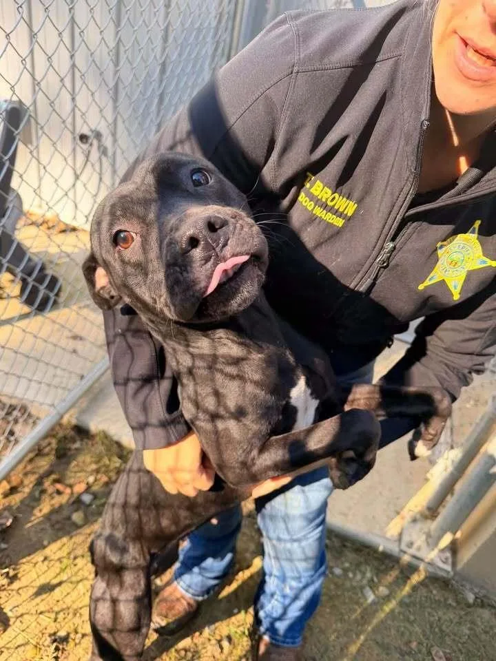 An adult medium-sized female Tricolor (Brown, Black, & White) Pit Bull Terrier dog named Honey for adoption in Hillsboro, OH