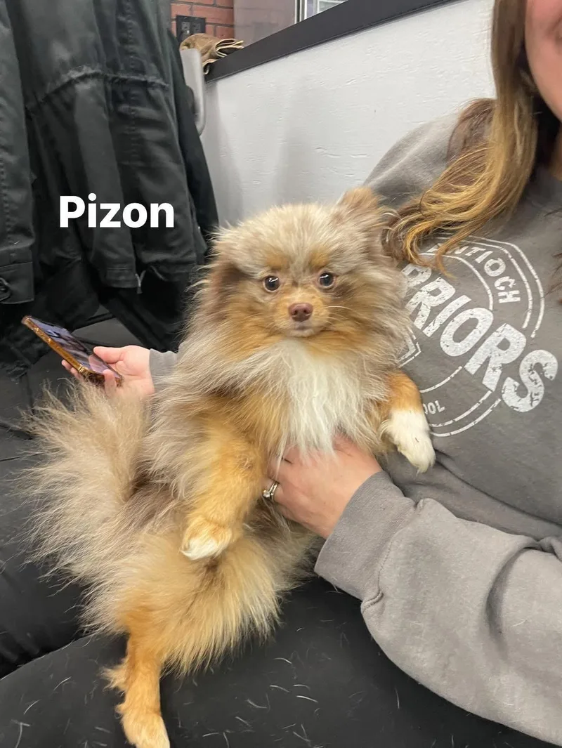 A young small-sized male Merle (Red) Pomeranian dog named Pizon for adoption in Vernon Hills, IL