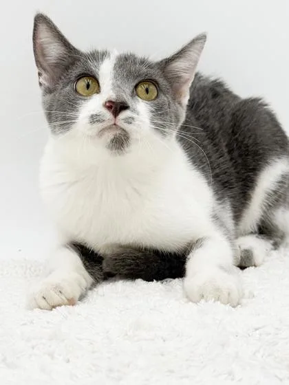 A young small-sized female Domestic Short Hair cat named Jellybean for adoption in Bowling Green, KY