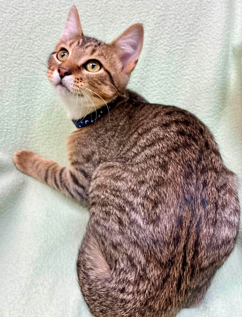 A baby medium-sized male Tabby (Gray / Blue / Silver) Domestic Short Hair cat named Kosher for adoption in Alexandria, MN