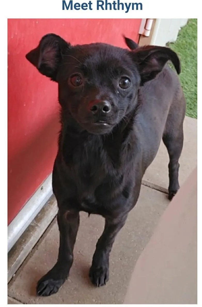 A young small-sized female Black Chihuahua dog named Rhythm for adoption in Dyer, IN