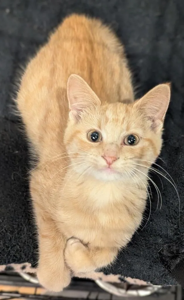 A baby medium-sized female Domestic Short Hair cat named Peaches for adoption in St. Cloud, MN