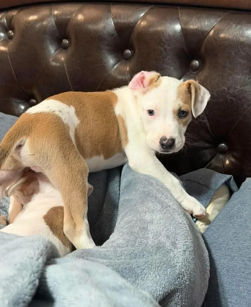 A baby medium-sized male White / Cream Pit Bull Terrier dog named Reputationm for adoption in Wenonah, NJ