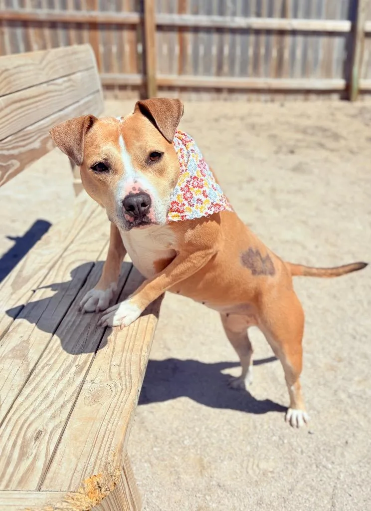 An adult medium-sized female Mixed Breed dog named Goldie for adoption in Muskegon, MI