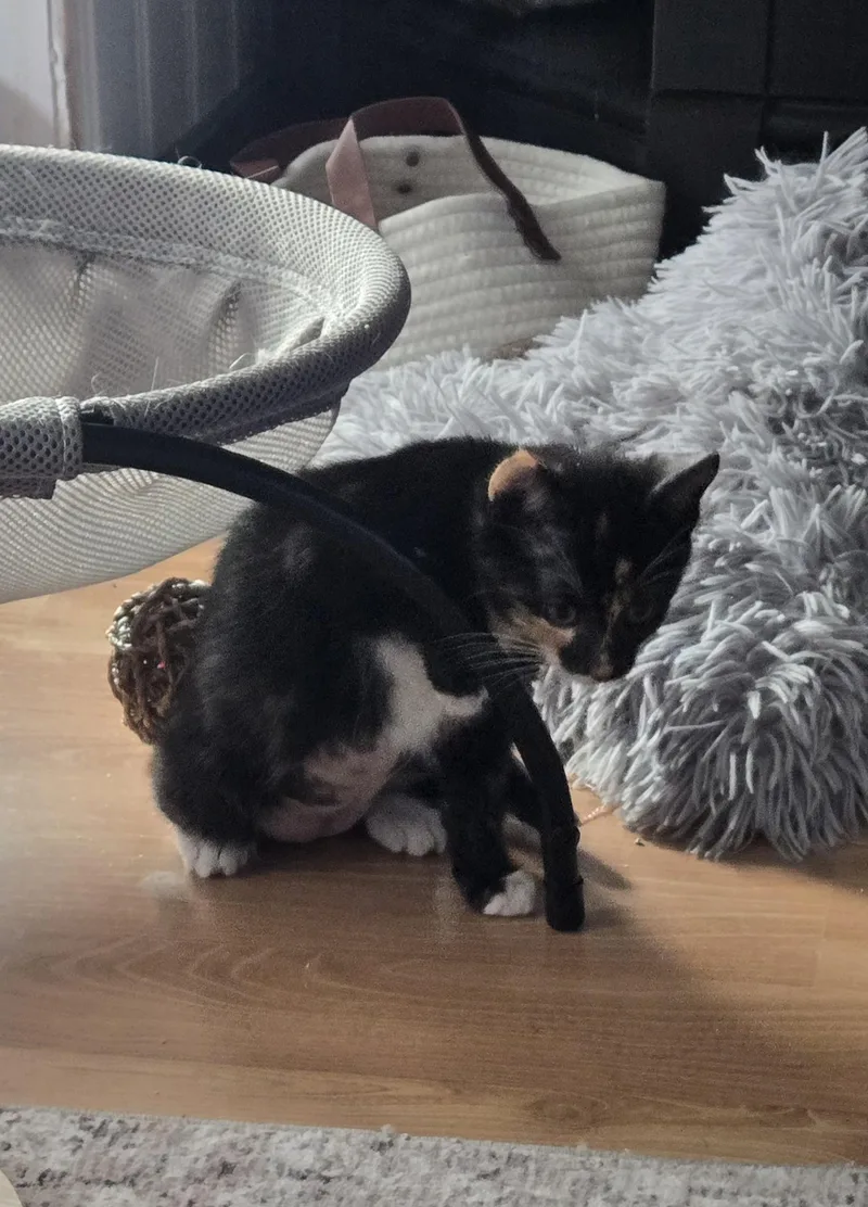 A baby medium-sized female Calico cat named Wendykj for adoption in Burlington, WA