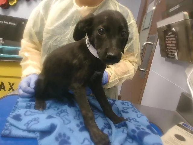 A baby small-sized female Labrador Retriever dog named Tulup for adoption in Phoenix, AZ