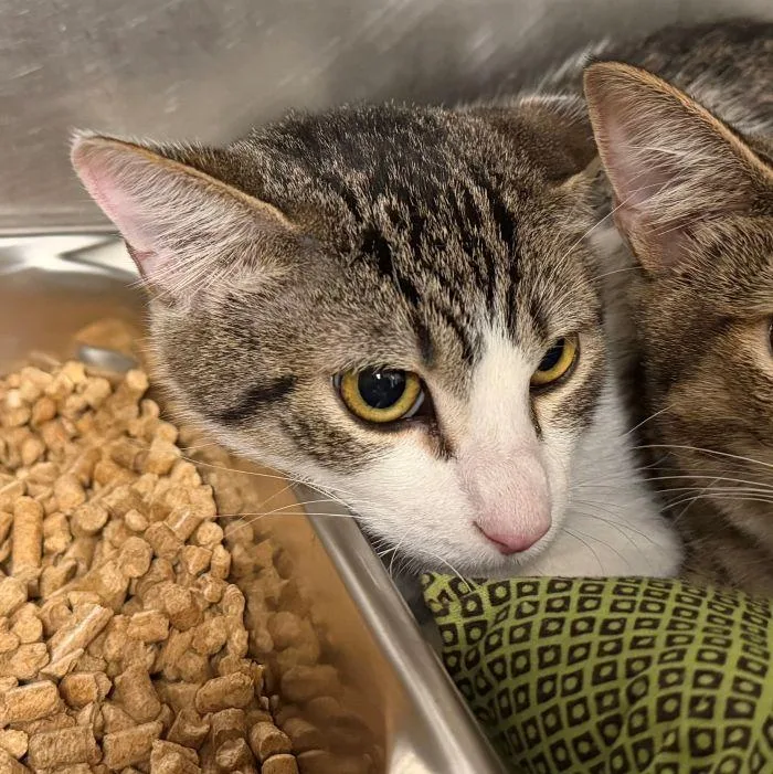 A young medium-sized male Domestic Short Hair cat named Prose for adoption in Hilton Head Island, SC