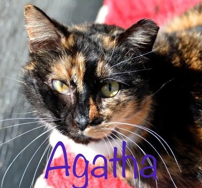 An adult medium-sized female Calico cat named Agatha for adoption in New Bern, NC