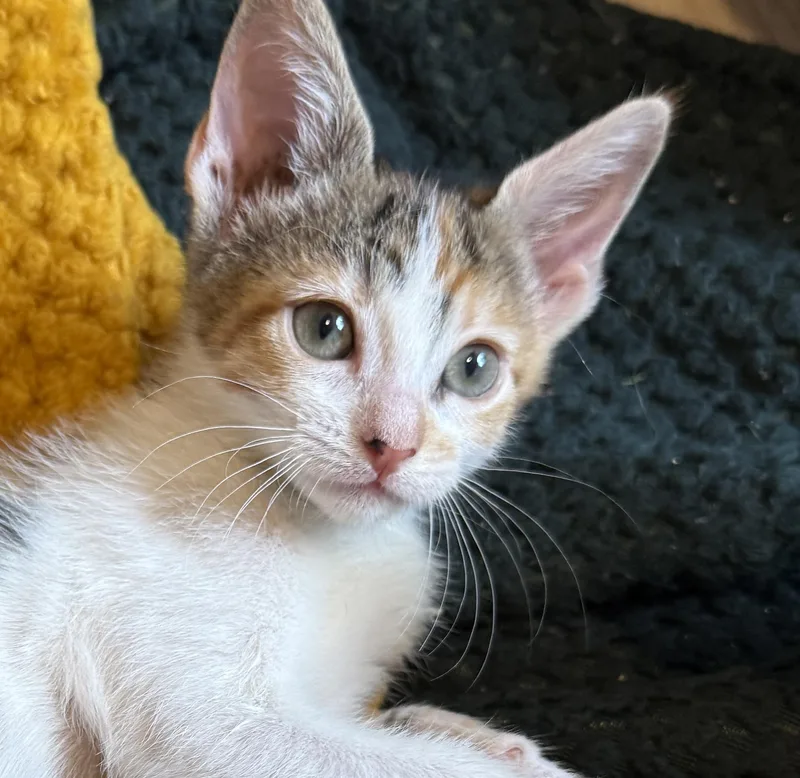 A baby small-sized male Domestic Short Hair cat named A Triumphant Trio for adoption in Boca Raton, FL