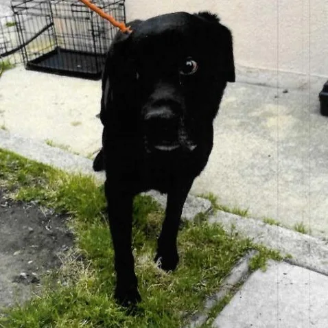 A senior large-sized male Black Labrador Retriever dog named States for adoption in Trenton, NJ