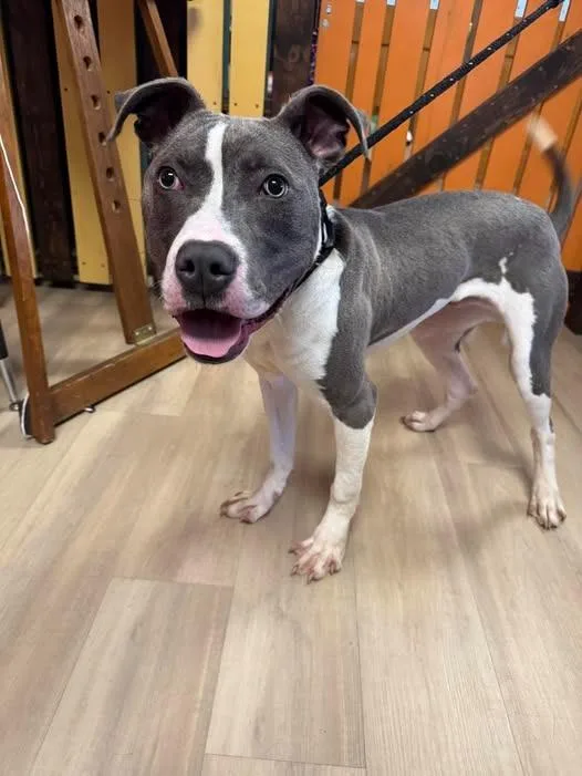 A baby large-sized male Pit Bull Terrier dog named Baja Blast for adoption in Effingham, IL