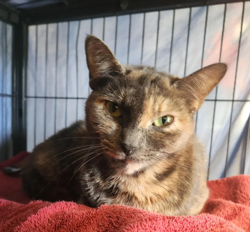 A young medium-sized female Tortoiseshell Domestic Short Hair cat named Bandit for adoption in Clayton, NJ