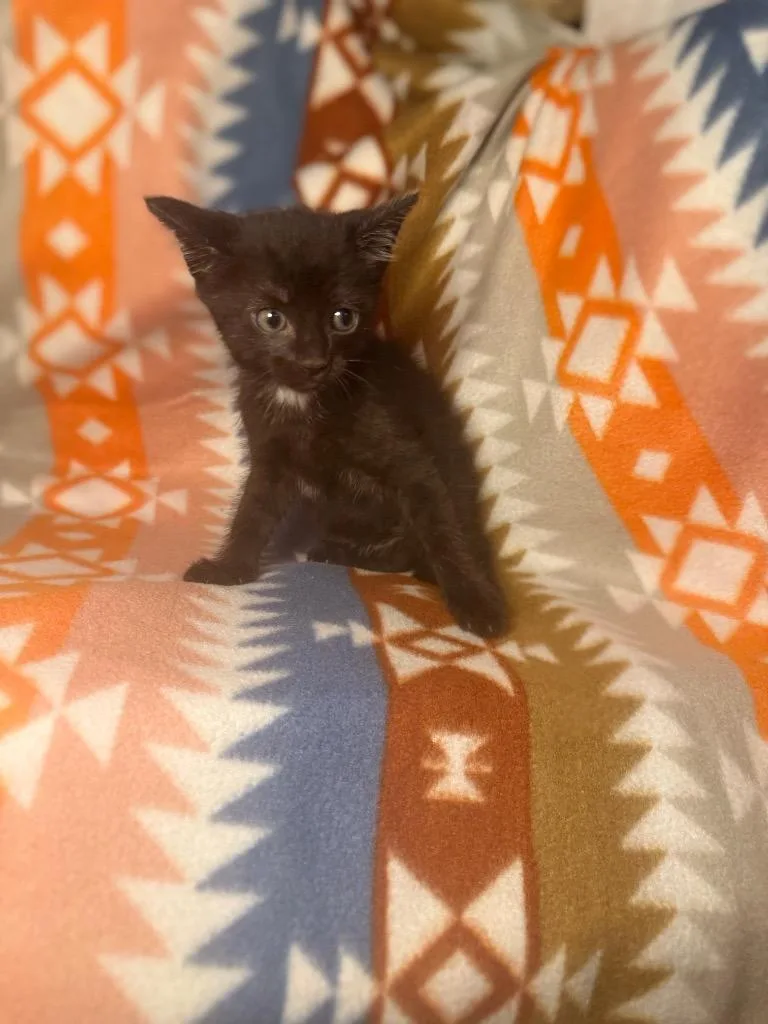 A baby small-sized female Domestic Short Hair cat named Molly for adoption in Douglasville, GA