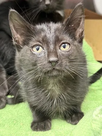A baby small-sized female Domestic Short Hair cat named Lisa Bida Boda Butt for adoption in West Chester, PA