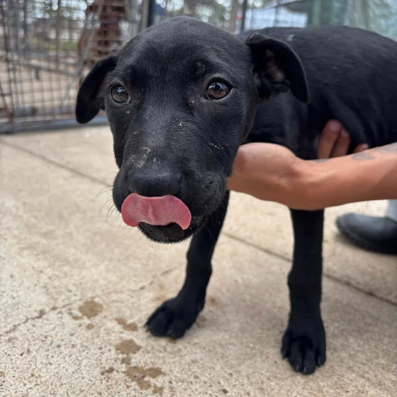 A baby small-sized female Black Mixed Breed dog named Summer for adoption in Lake Jackson, TX