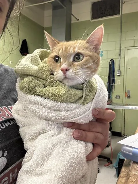 A senior medium-sized female Domestic Short Hair cat named Mimi for adoption in Indianapolis, IN