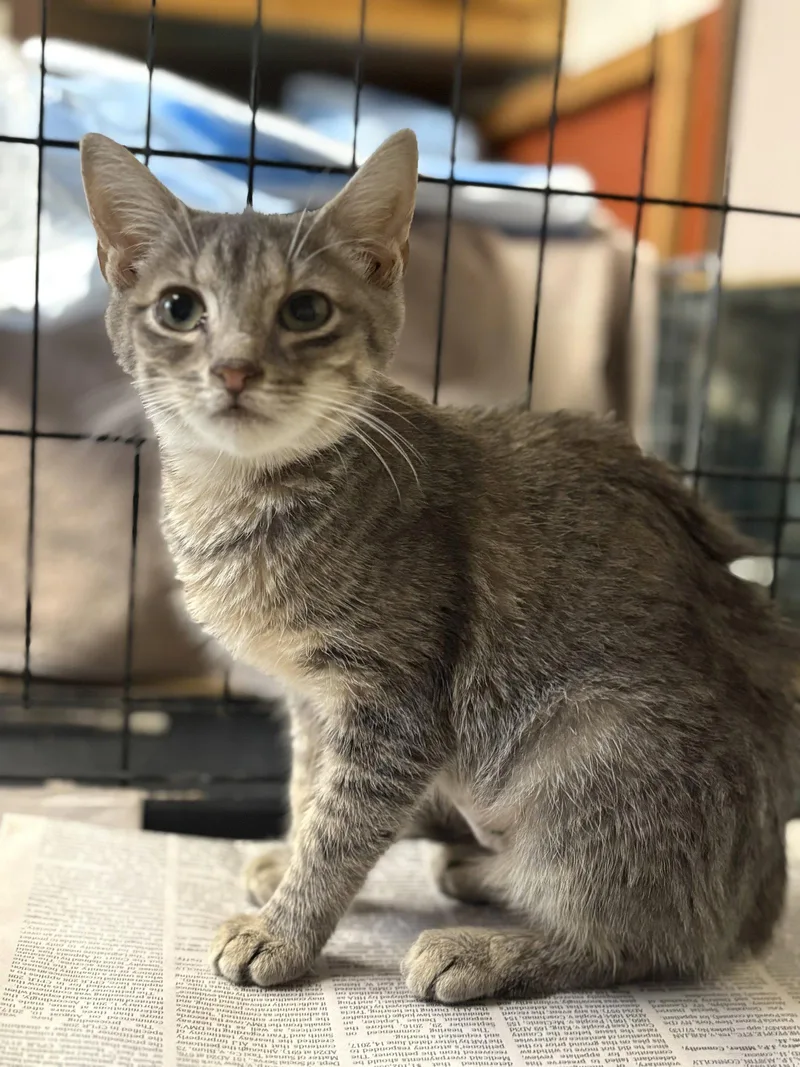 A baby medium-sized female Gray / Blue / Silver Domestic Short Hair cat named Daphne for adoption in Brooklyn, NY