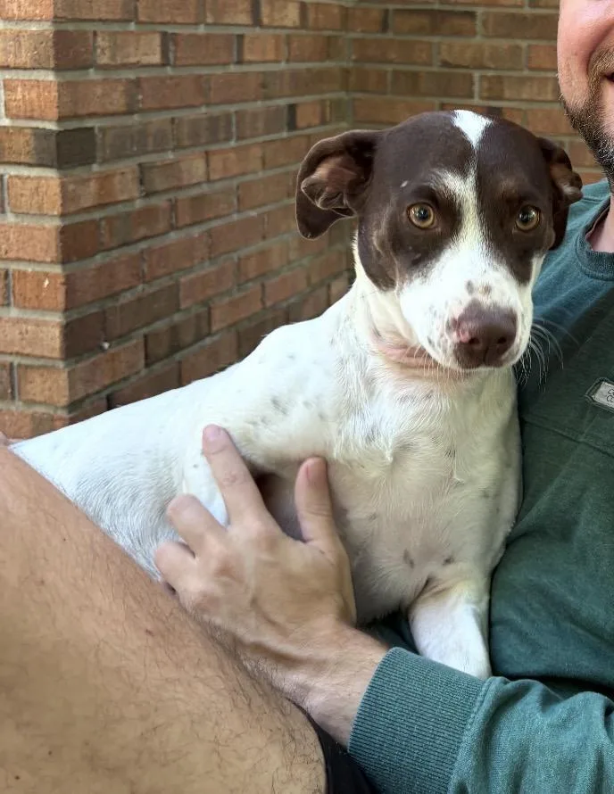 A young small-sized male Dachshund dog named Bud for adoption in Kiln, MS