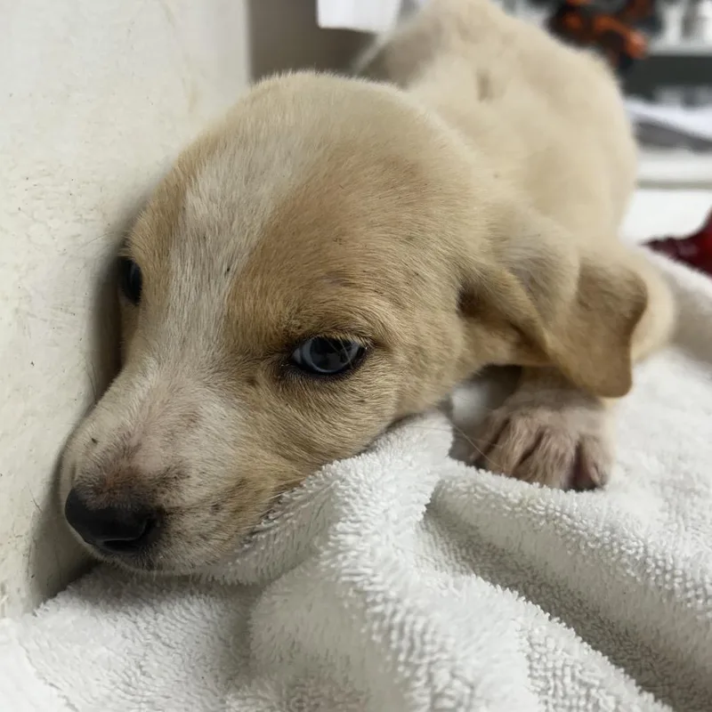 A baby small-sized female White / Cream Shepherd dog named Marlee for adoption in Parrish, AL