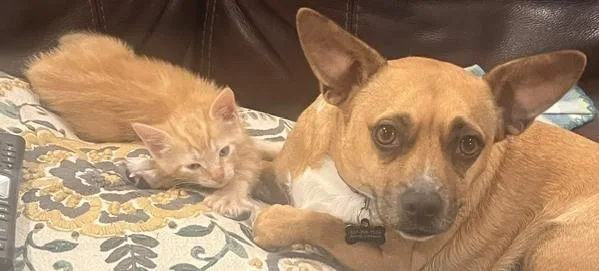 A baby large-sized male Orange / Red American Shorthair cat named Winston for adoption in Lafayette, LA