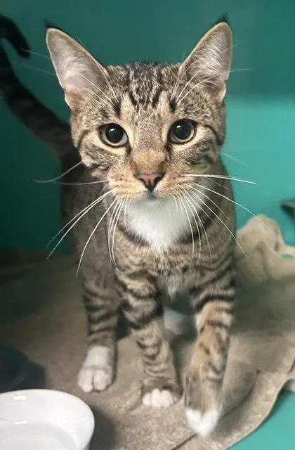 A young medium-sized male Domestic Short Hair cat named Toby months for adoption in Sterling, MA