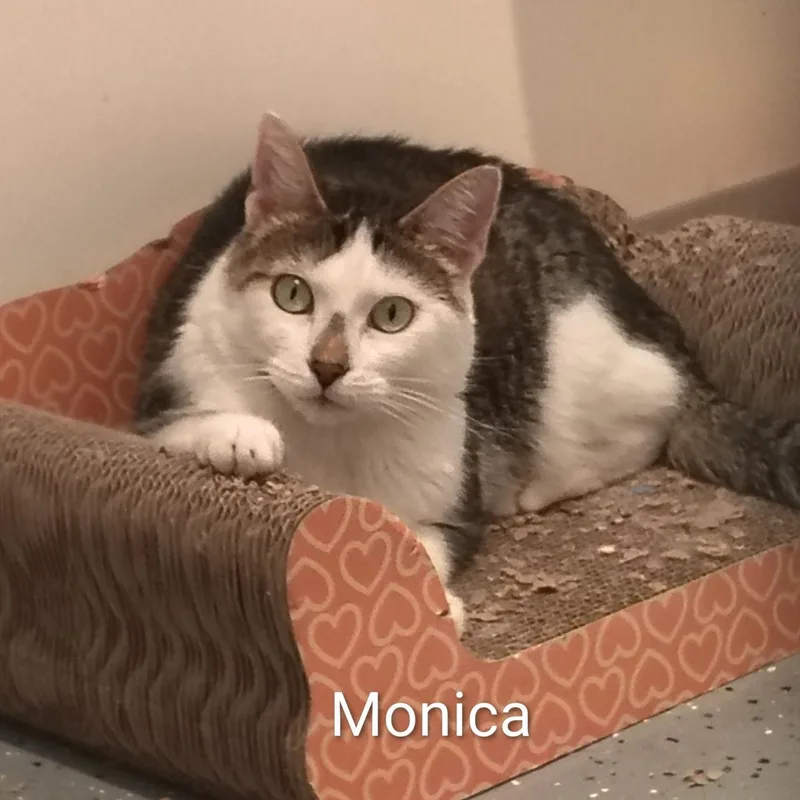 Monica thumbnail 2