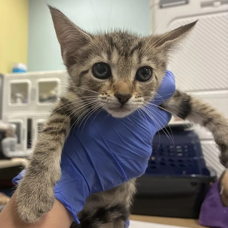 A baby small-sized female Brown / Chocolate Domestic Short Hair cat named Arabella for adoption in Greensboro, NC
